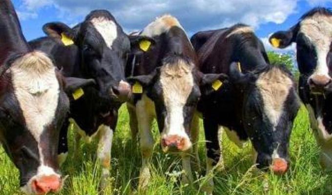 Уряд розширив напрями підтримки галузі тваринництва