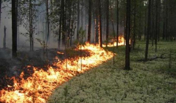 У Луганській області вживають заходів з попередження та ліквідації лісових пожеж