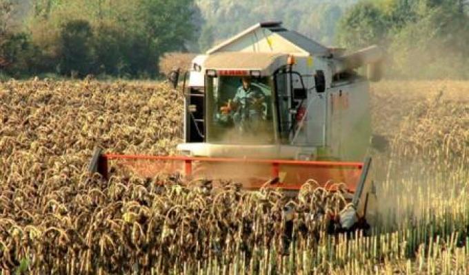 У Міловському районі продовжується збирання соняшнику