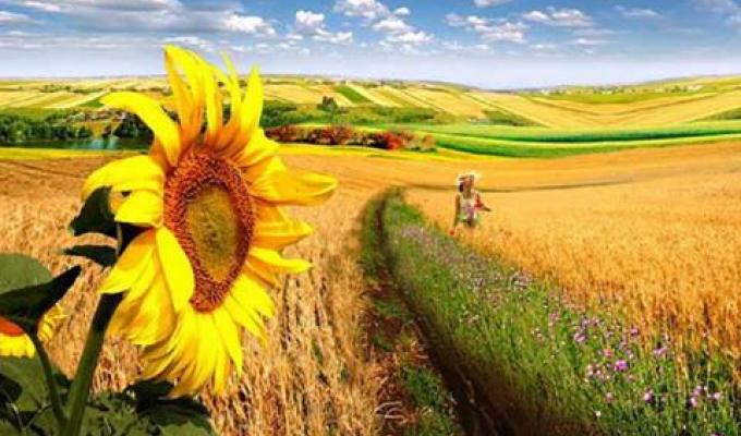 На полях району продовжується збирання соняшнику
