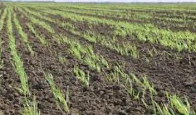 У Луганській області загальні втрати озимих та ярових культур мінімальні