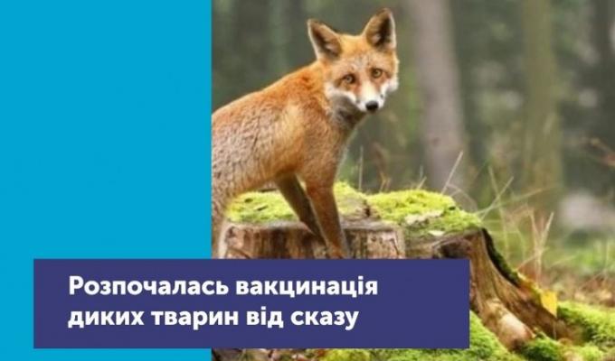 Увага! Розпочато кампанію з пероральної імунізації диких м’ясоїдних тварин проти сказу