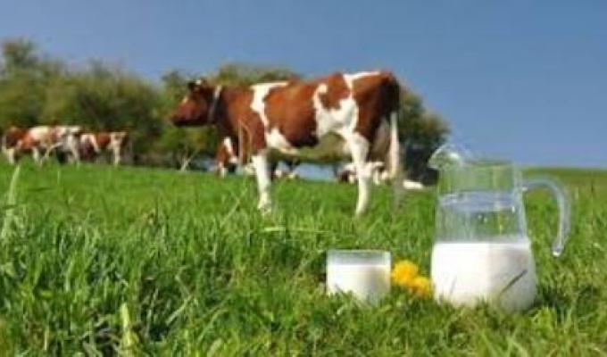 До 1 січня 2020 року молоко другого класу прийматиметься переробними підприємствами