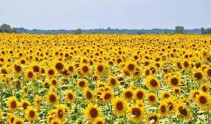 Збір пізніх зернових та технічних культур розпочато  у Міловському районі