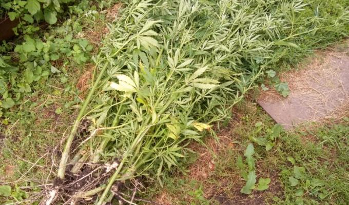 Міловським відділом поліції ГУНП в Луганській області  виявлено  факт незаконного вирощування нарковмісних рослин
