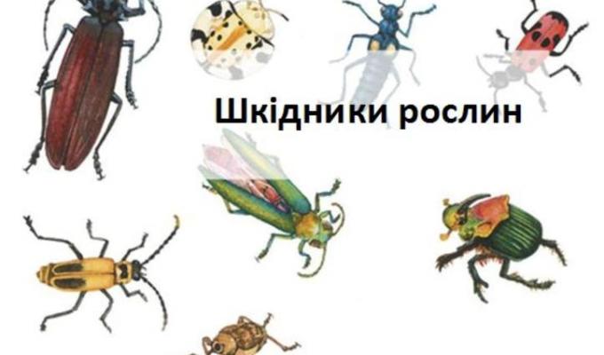 Управління фітосанітарної безпеки Держпродспоживслужби в Луганській області: КОРОТКОСТРОКОВИЙ ПРОГНОЗ появи та розвитку шкідників та хвороб сільськогосподарських культур