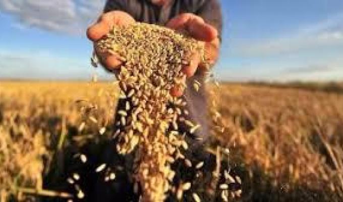 На полях району збиральні роботи наближаються до завершення
