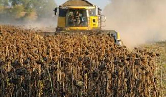 У Міловському районі продовжується збирання соняшнику