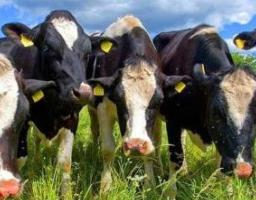 Уряд розширив напрями підтримки галузі тваринництва