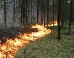 У Луганській області вживають заходів з попередження та ліквідації лісових пожеж