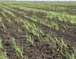 У Луганській області загальні втрати озимих та ярових культур мінімальні