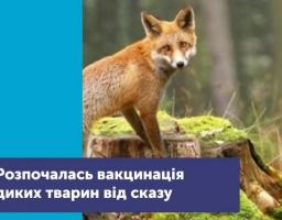 Увага! Розпочато кампанію з пероральної імунізації диких м’ясоїдних тварин проти сказу