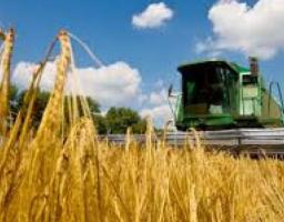 Жнива 2018: у Міловському районі продовжується збирання врожаю ранніх зернових культур