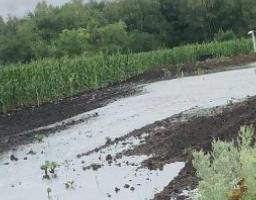 Негода заважає збиранню врожаю ранніх зернових культур у Міловському районі
