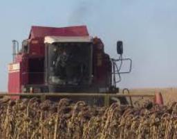 У Міловському районі продовжується збір пізніх сільськогосподарських культур