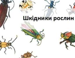 Управління фітосанітарної безпеки Держпродспоживслужби в Луганській області: КОРОТКОСТРОКОВИЙ ПРОГНОЗ появи та розвитку шкідників та хвороб сільськогосподарських культур