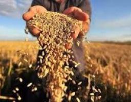 На полях району збиральні роботи наближаються до завершення
