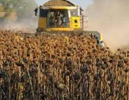 У Міловському районі продовжується збирання соняшнику